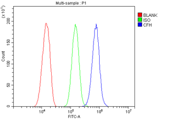 Factor H/Cfh Antibody
