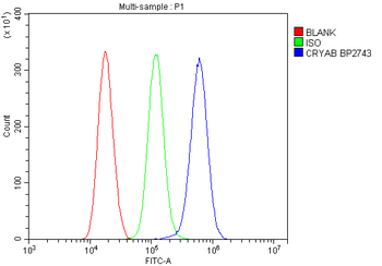 Alpha B Crystallin/CRYAB Antibody