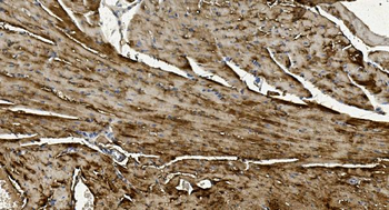 Alpha B Crystallin/CRYAB Antibody