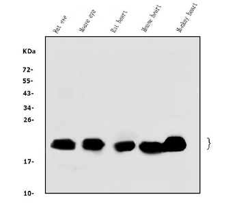 Alpha B Crystallin/CRYAB Antibody