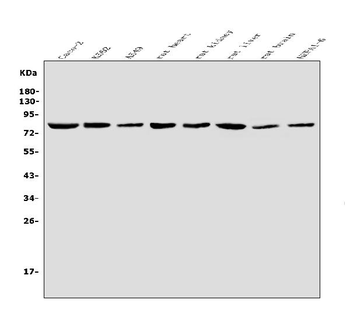 DRP1/DNM1L Antibody