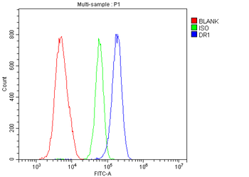 DR1 Rabbit Polyclonal Antibody