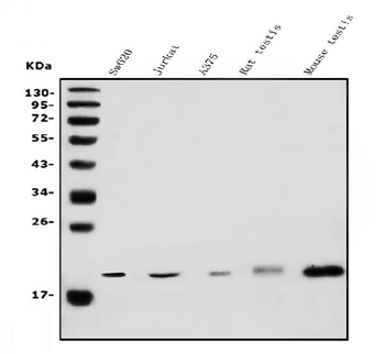 DR1 Rabbit Polyclonal Antibody