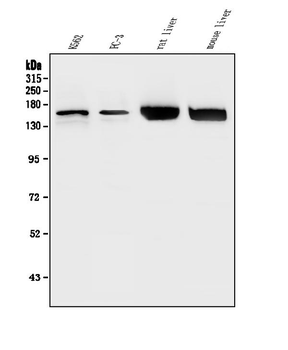 HDAC5 Rabbit Polyclonal Antibody