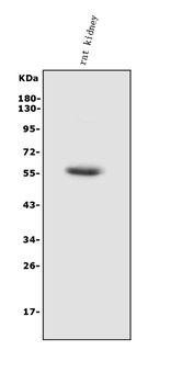 HEXA Rabbit Polyclonal Antibody