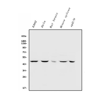 Inhibin alpha/INHA Rabbit Polyclonal Antibody
