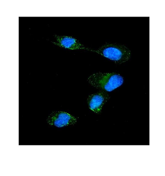 SRP1/KPNA1 Rabbit Polyclonal Antibody