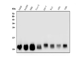 LSM2 Antibody