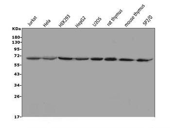 MBD1 Rabbit Polyclonal Antibody