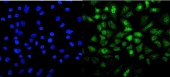 Mesp2 Rabbit Polyclonal Antibody