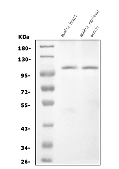 CARD4/NOD1 Rabbit Polyclonal Antibody
