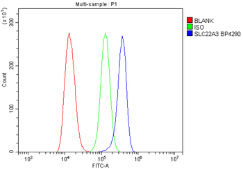 SLC22A3 Rabbit Polyclonal Antibody