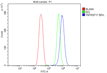 BCMA/Tnfrsf17 Antibody