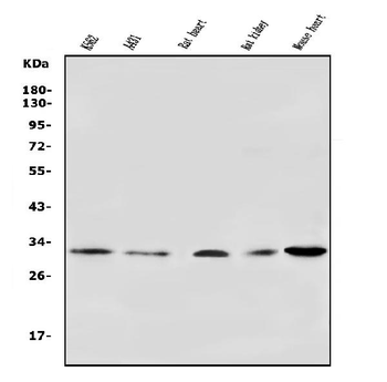 VDAC3 Rabbit Polyclonal Antibody