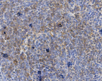 CD72 Antibody
