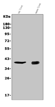 CD72 Antibody