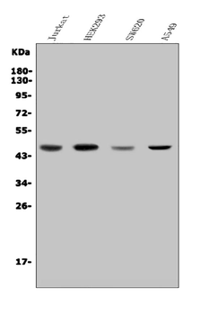 CDC123 Antibody