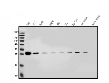 LOC134147/CMBL Rabbit Polyclonal Antibody