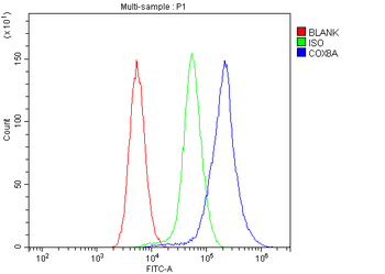 COX8A Rabbit Polyclonal Antibody