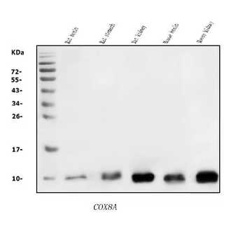 COX8A Rabbit Polyclonal Antibody