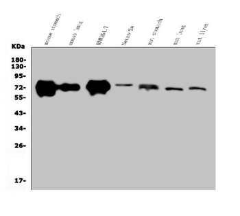 Golm1/GOLPH2 Rabbit Polyclonal Antibody