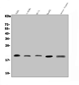 GRX2/GLRX2 Rabbit Polyclonal Antibody