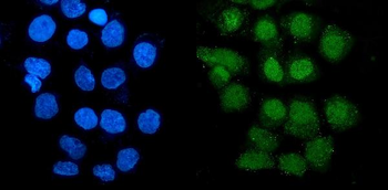 GRX2/GLRX2 Rabbit Polyclonal Antibody