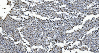 GRX2/GLRX2 Rabbit Polyclonal Antibody
