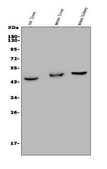 GPCR TGR5/GPBAR1 Rabbit Polyclonal Antibody