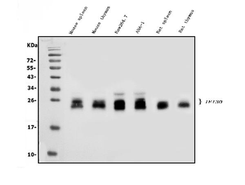 GILT/IFI30 Antibody