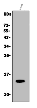 Galectin 2/LGALS2 Antibody