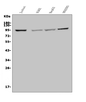 MAP4K5 Rabbit Polyclonal Antibody