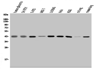 MAPK11 Antibody
