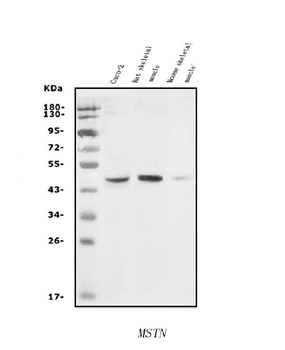 GDF8/Myostatin/MSTN Rabbit Polyclonal Antibody