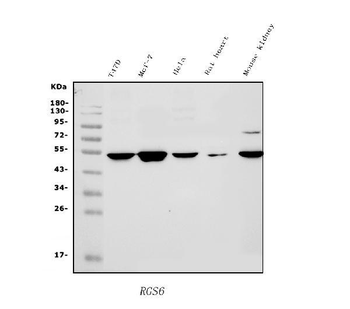 RGS6 Antibody