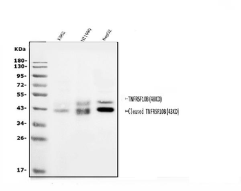 DR5/TNFRSF10B Antibody