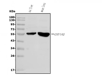 Cytochrome P450 1A2/Cyp1a2 Rabbit Polyclonal Antibody