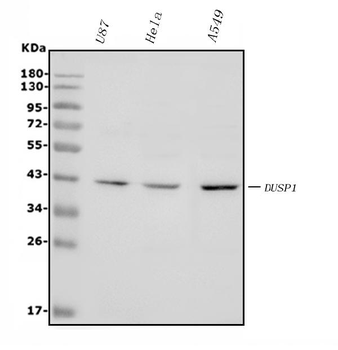MKP-1/DUSP1/MKP Rabbit Polyclonal Antibody