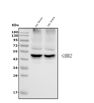 GABA A Receptor gamma 2/GABRG2 Rabbit Polyclonal Antibody