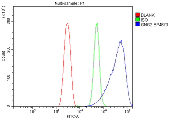 GNG2 Rabbit Polyclonal Antibody