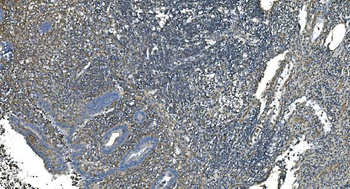 GNG2 Rabbit Polyclonal Antibody