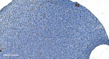 GNG11 Rabbit Polyclonal Antibody