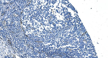 GNG11 Rabbit Polyclonal Antibody