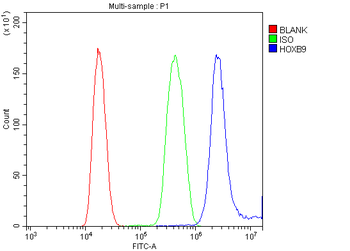 HOXB9 Rabbit Polyclonal Antibody