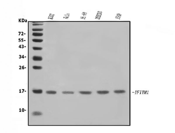 IFITM1 Rabbit Polyclonal Antibody