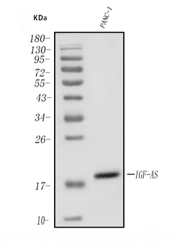 IGF2-AS/IGF2 Rabbit Polyclonal Antibody