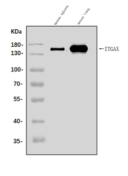 CD11c/Itgax Rabbit Polyclonal Antibody