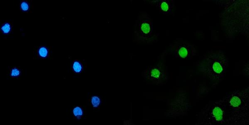 LSM5 Antibody