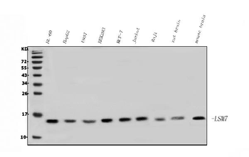 LSM7 Antibody