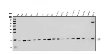 LSM8 Antibody